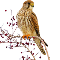 Kestrel